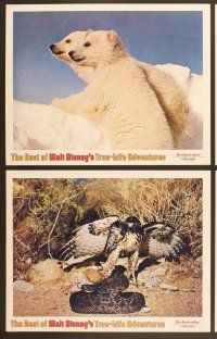 4m055 BEST OF WALT DISNEY'S TRUE-LIFE ADVENTURES 8 LCs '75 powerful, great images of wildlife!