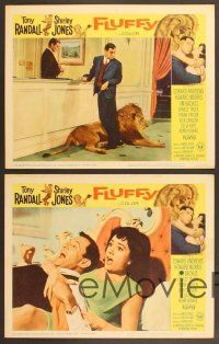 4m615 FLUFFY 4 LCs '65 great images of huge lion & Tony Randall w/pretty Shirley Jones!