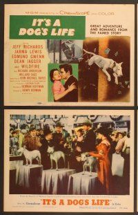 4m190 IT'S A DOG'S LIFE 8 LCs '55 Wildfire the wonder dog, Jeff Richards, Jarma Lewis!