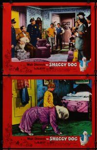 4m534 SHAGGY DOG 6 LCs '59 Disney, Fred MacMurray in the funniest sheep dog story ever told!