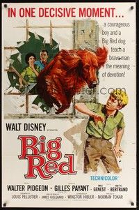 4r104 BIG RED 1sh '62 Disney, Walter Pigeon, artwork of Irish Setter dog jumping through window!