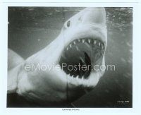 4s352 JAWS 8x10 still '75 best close up of Steven Spielberg's classic man-eating shark!