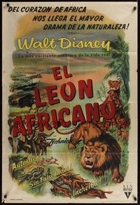 4y209 AFRICAN LION Argentinean '55 Walt Disney jungle safari documentary, cool animal artwork!