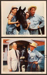 5c257 GYPSY COLT 4 color 8x10 stills '54 Ward Bond, Frances Dee, young Donna Corcoran & stallion!