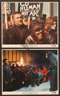 5c298 CONQUEST OF THE PLANET OF THE APES 3 8x10 mini LCs '72 Roddy McDowall, revolt of the apes!