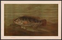 5t466 BLACKFISH OR TAUTOG special 12x19 '50s William C. Harris fish art!