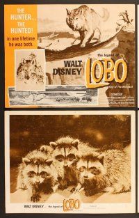 6j293 LEGEND OF LOBO 8 LCs '63 Walt Disney, King of the Wolfpack, cool images of wolf being hunted!