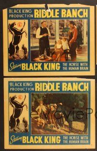 6j769 RIDDLE RANCH 4 LCs '35 Black King, the horse with the human brain!