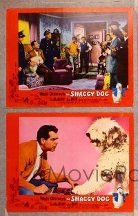 6j695 SHAGGY DOG 5 LCs '59 Disney, Fred MacMurray in the funniest sheep dog story ever told!