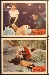6j638 SNOW DOG 6 LCs '50 Kirby Grant, Elena Verdugo, cool images of heroic dog!