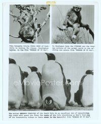 6k660 WONDER OF IT ALL 8x10 still '74 great images of koala bear, gibbon & penguins!