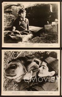 6v682 SMALL MIRACLE 6 8x10 stills R61 Vittorio Manunta, boy & his donkey, Peppino's Small Miracle!
