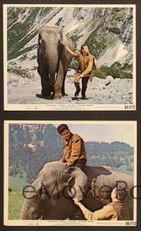 6v233 HANNIBAL BROOKS 5 8x10 mini LCs '69 Oliver Reed, Michael J. Pollard, cool images of elephant!