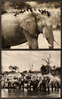 6z514 AFRICAN ELEPHANT 6 deluxe 11x14 stills '71 great images of wildlife!