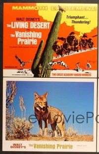 7g217 LIVING DESERT/VANISHING PRAIRIE 8 LCs '71 great images from Walt Disney wildlife double-bill!
