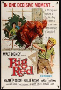 7r082 BIG RED 1sh '62 Disney, Walter Pigeon, artwork of Irish Setter dog jumping through window!