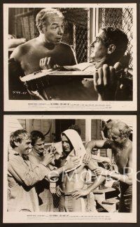 7t681 COOL HAND LUKE 6 8x10 stills '67 Paul Newman prison escape classic, Dennis Hopper!