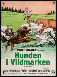7w318 BIG RED Danish '62 Disney, different artwork of Irish Setter dog & mountain lion!