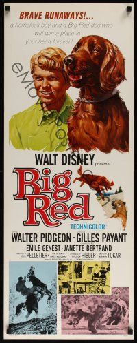 8a060 BIG RED insert '62 Disney, Walter Pigeon, artwork of Irish Setter dog!