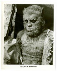 8w219 CURSE OF THE WEREWOLF 8x10 still '61 Hammer, great close up of Oliver Reed in full makeup!