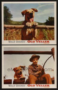 9c812 OLD YELLER 2 LCs R74 Tommy Kirk, Walt Disney's most classic canine!