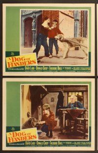 9c436 DOG OF FLANDERS 7 LCs '59 Donald Crisp, David Ladd & his huge beloved dog Patrasche!