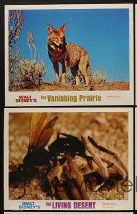 9c537 LIVING DESERT/VANISHING PRAIRIE 5 LCs '71 great images from Walt Disney wildlife double-bill!