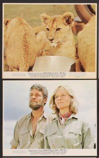 9f154 BORN FREE 12 color 8x10 stills '66 Virginia McKenna & Bill Travers with Elsa the lioness!
