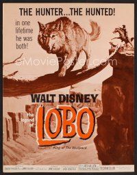 9k307 LEGEND OF LOBO pressbook '63 Walt Disney, King of the Wolfpack, art of wolf being hunted!