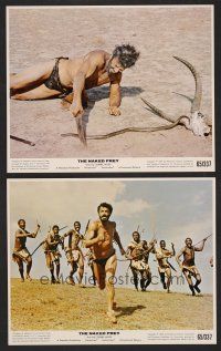 9p921 NAKED PREY 2 color 8x10 stills '65 Cornel Wilde stripped in Africa running from killers!