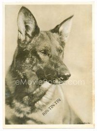 1e688 RIN-TIN-TIN deluxe 10x13.25 still '20s close up of the dog who saved Warner Bros.!