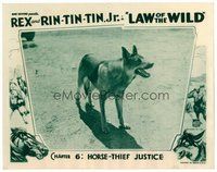 1x038 LAW OF THE WILD chapter 6 LC '34 wonderful close image of Rin Tin Tin Jr., Mascot serial!