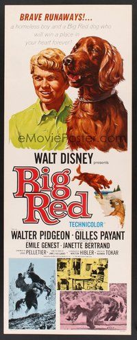 2d052 BIG RED insert '62 Disney, Walter Pigeon, cool artwork of Irish Setter dog!