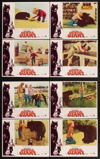 2g410 GENTLE GIANT 8 LCs '67 Dennis Weaver, Clint Howard w/big grizzly bear!