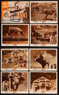 2g578 LEGEND OF LOBO 8 LCs '63 Walt Disney, King of the Wolfpack, cool images of wolf being hunted!