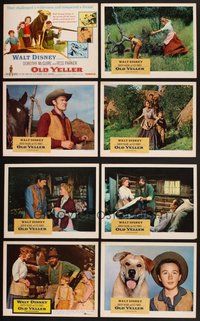 2g680 OLD YELLER 8 LCs R65 Dorothy McGuire, Fess Parker, Walt Disney's most classic canine!