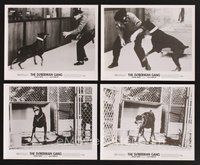 2r065 DOBERMAN GANG 15 8x10 stills '72 images of scary dogs on the loose attacking guard!