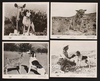 2r269 WETBACK HOUND 6 8x10 stills '57 cute images of deer fawn, hound dog & big cat!