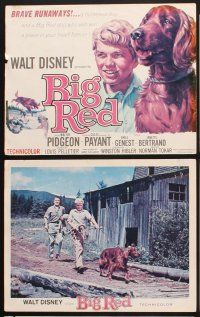 3f046 BIG RED 9 11x14 stills '62 Walt Disney, Walter Pigeon, Gilles Payant, Irish Setter dog!