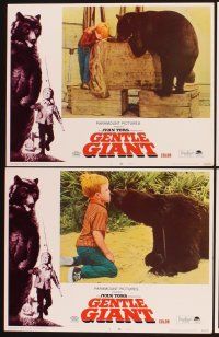 3f355 GENTLE GIANT 8 LCs '67 Dennis Weaver, great full-length art of boy with big grizzly bear!