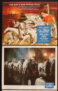 3f074 MIRACLE OF THE WHITE STALLIONS 9 LCs '63 Walt Disney, Robert Taylor, Lipizzaners!