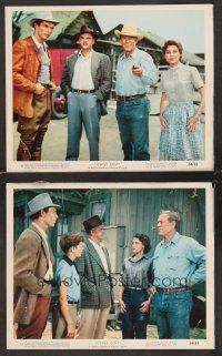 3j893 GYPSY COLT 2 color 8x10 stills '54 Ward Bond, Lee Van Cleef, Frances Dee!