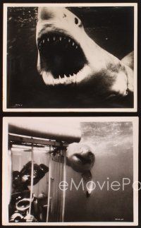 3j115 BLUE WATER, WHITE DEATH 12 8x10 stills '71 close images of great white shark & scuba divers!