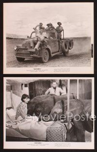 3j069 HATARI 15 8x10 stills '62 Howard Hawks, John Wayne & Elsa Martinelli in Africa!