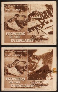 3p236 PROWLERS OF THE EVERGLADES 4 LCs '53 Disney's spectacular True Life alligator adventure!