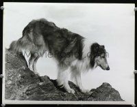 3t071 SON OF LASSIE deluxe 10x13 '45 great close canine Collie portrait climbing down mountain!