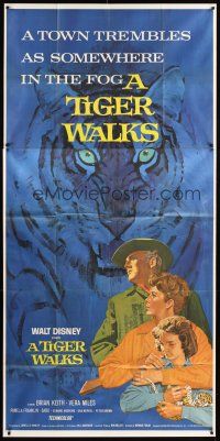 4a477 TIGER WALKS 3sh '64 Walt Disney, art of Brian Keith standing by huge tiger!