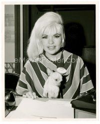 4h329 JAYNE MANSFIELD candid 8x10 still '60s at desk with her pet Chihuahua dog by Herbert Halweil!