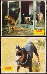 5r153 DOGS 8 LCs '76 David McCallum, Doberman Pinschers & German Shepherds, canine horror!