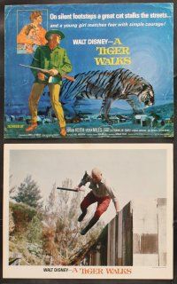5r047 TIGER WALKS 9 LCs '64 Walt Disney, Brian Keith & cops looks for huge prowling tiger!